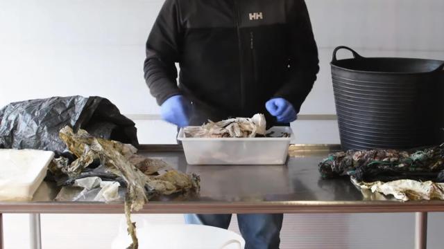 Plásticos encontrados en el estómago e intestino de un cifio varado en A Coruña.