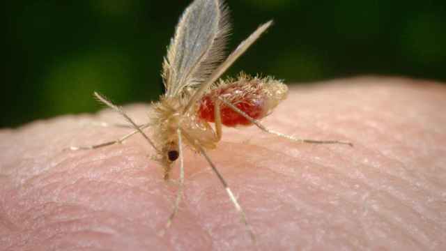El insecto 'flebotomo perniciosus', transmisor de la leshmaniasis.