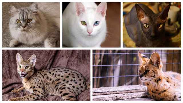 Gato persa, Khao Mane, Sphynx, Savannah y Bengala (de izqda. a dcha. desde arriba).