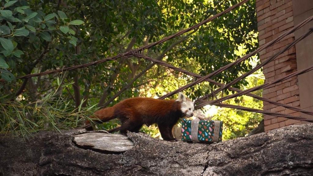 Uno de los animales de Bioparc Fuengirola con su regalo de Reyes.