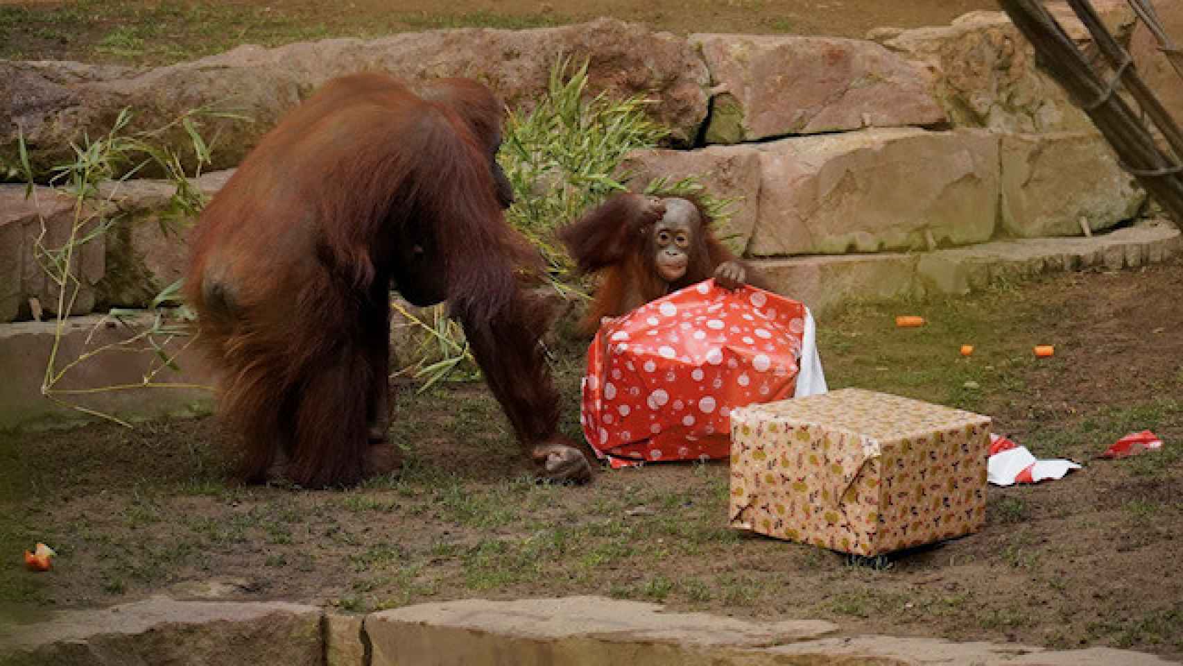 Dos orangutanes en Bioparc Fuengirola con sus paquetes.
