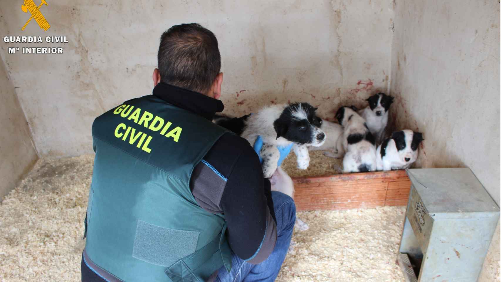 Cachorros rescatados por la Guardia Civil