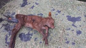 Nueva carnicería en Salamanca de un depredador de nombre engañosamente inofensivo