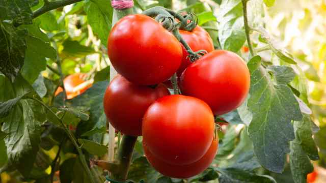 ¿Qué le pasa a tu cuerpo si te comes un tomate todos los días?