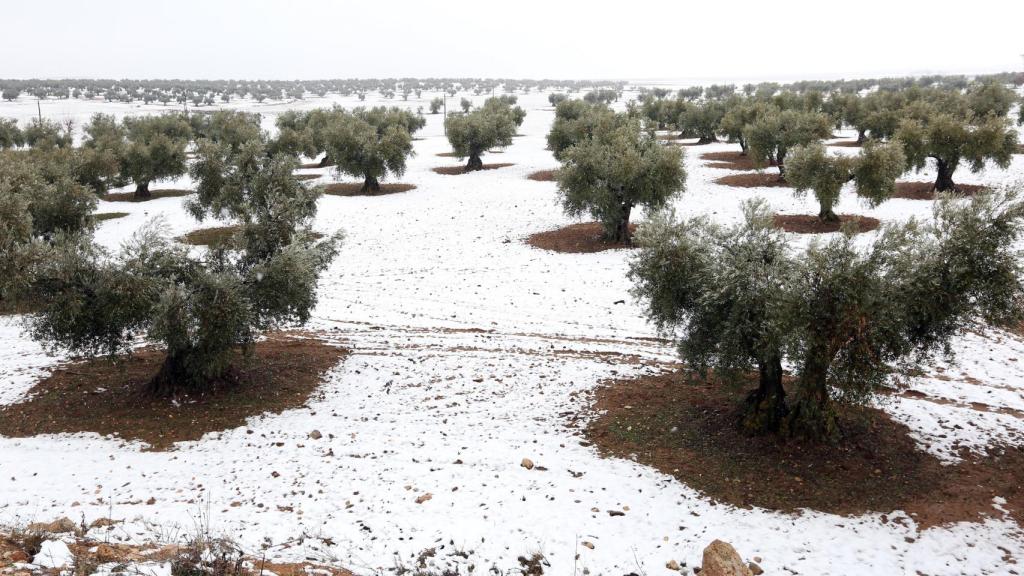 Un olivar nevado.