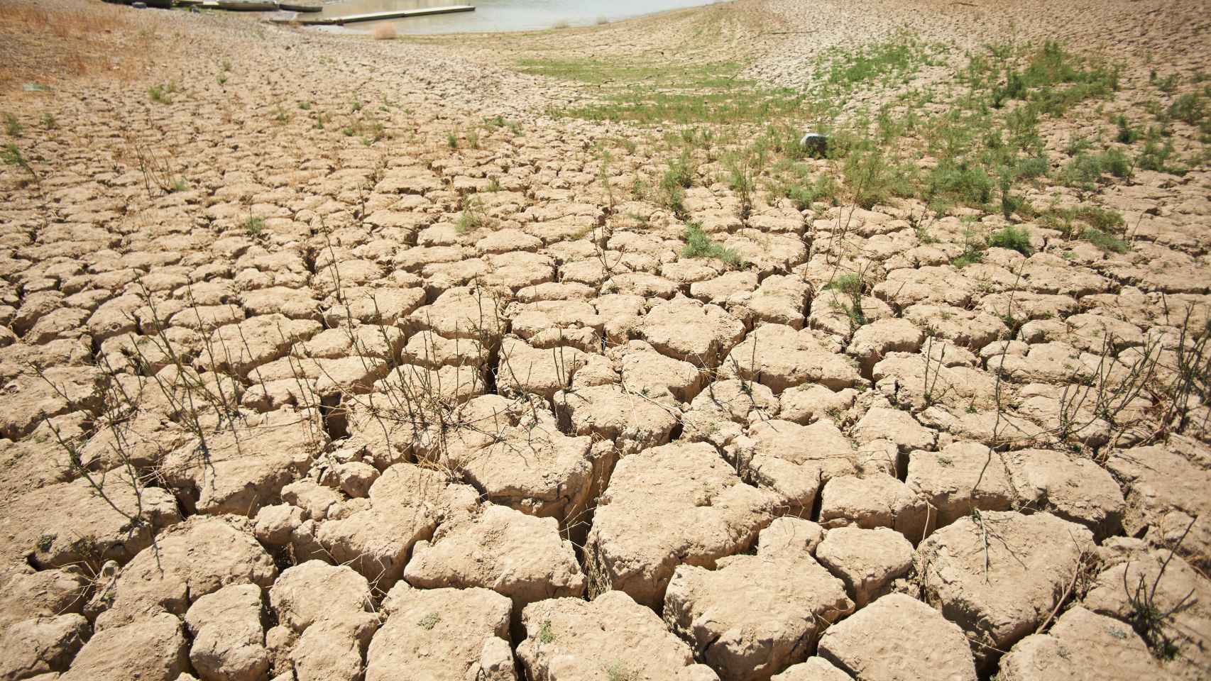 Un campo afectado por la sequía extrema.