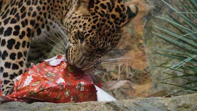Un tigre abriendo su regalo en Bioparc Fuengirola esta mañana.