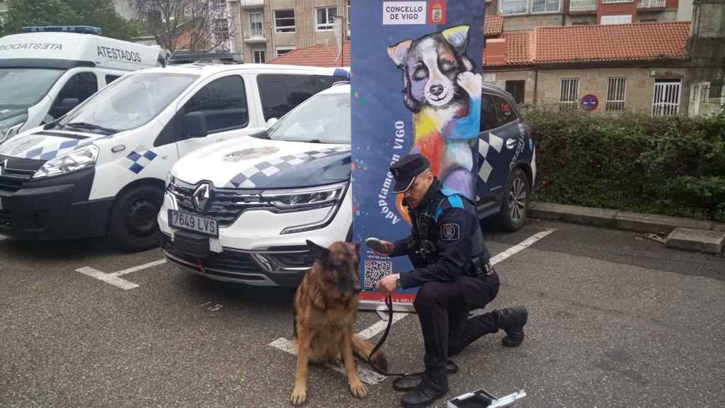 Un agente pasa el lector de microchip a un perro en Vigo.