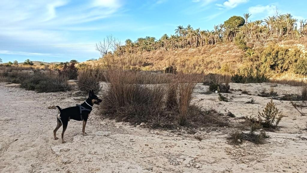 Las rutas son ideales para hacer con mascotas.