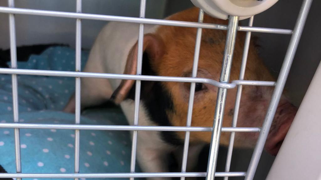 El cerdito que ha encontrado la Policía en Valladolid