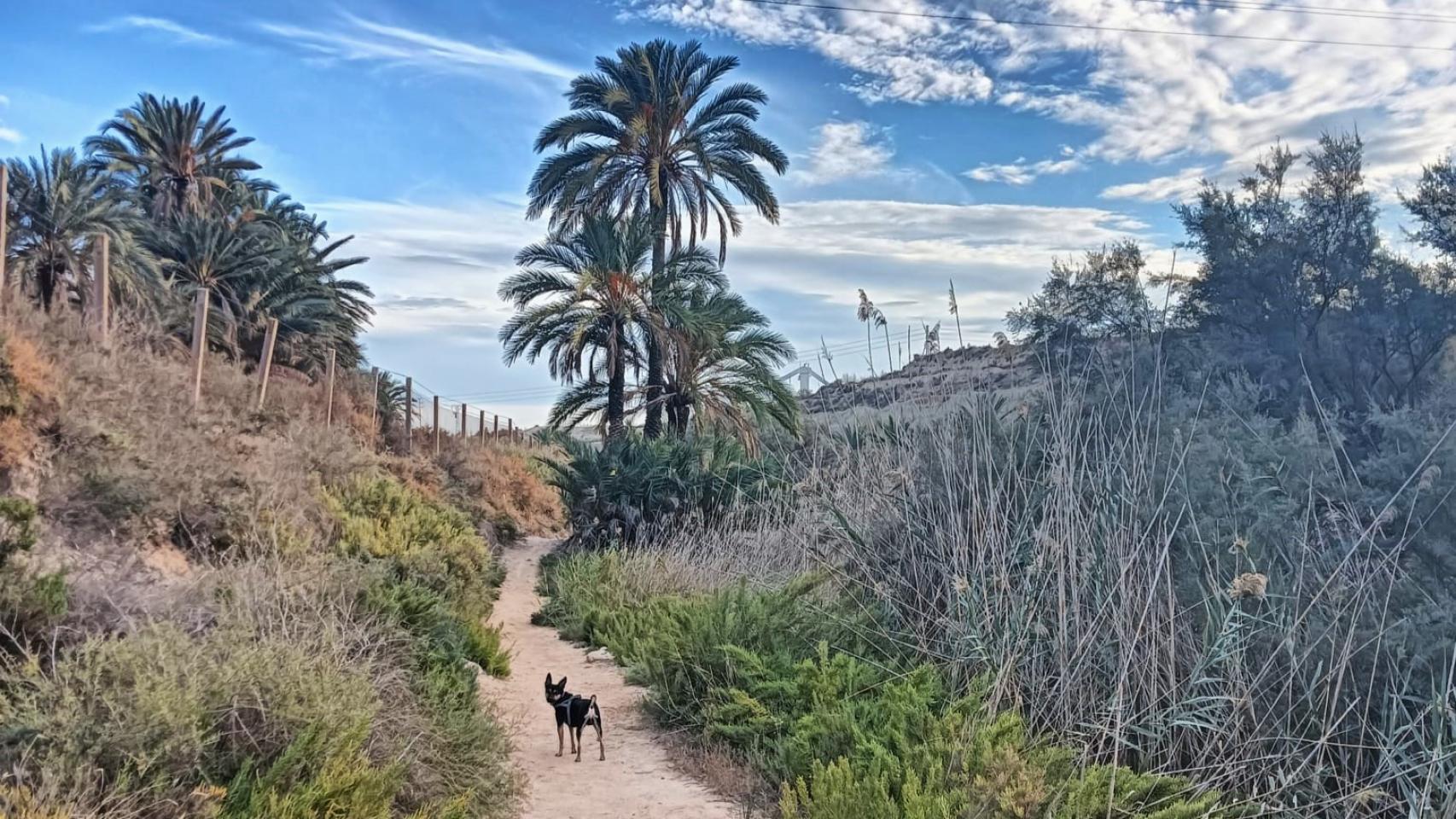 Las rutas del Pantano de Elche son ideales para pasear con mascotas.