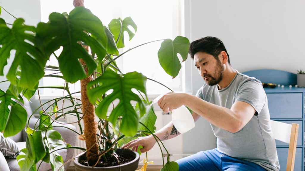 La monstera es muy apreciada en muchos países.