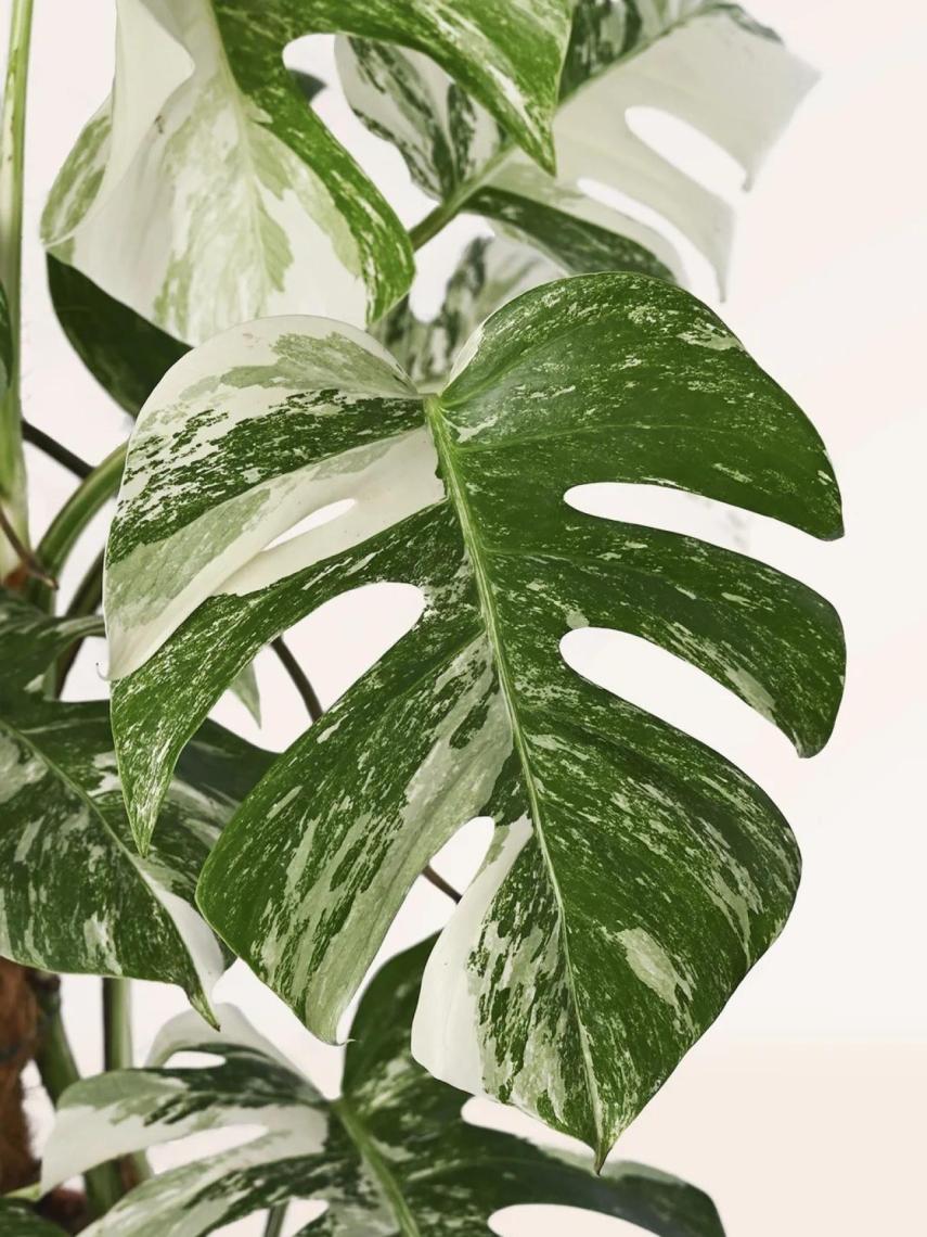 La variedad 'Monstera deliciosa' es una de las más buscadas por 'plant lovers'.