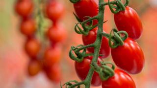el-secreto-lobello-tomates-cherry