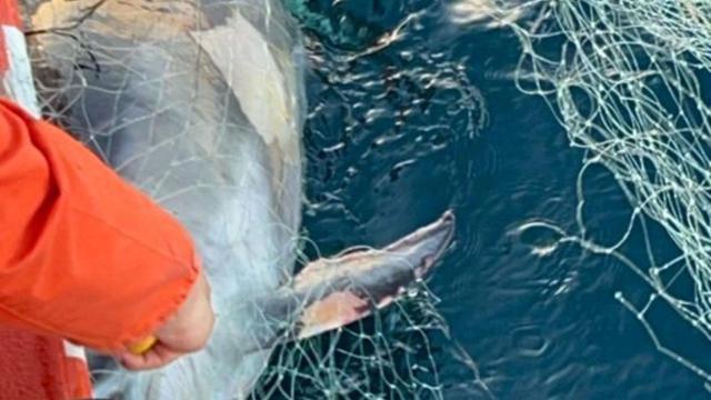 Localizado en A Coruña el cadáver de un delfín atrapado en un aparejo en Punta Langosteira
