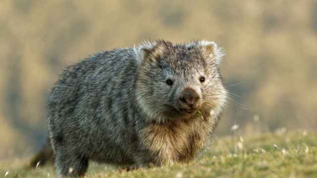 Imagen de archivo de un wombat de Tasmania.