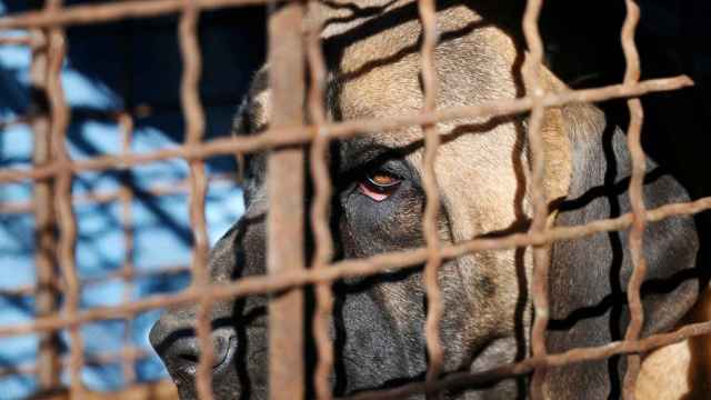 Un perro en una jaula durante una manifestación en Corea del Sur.