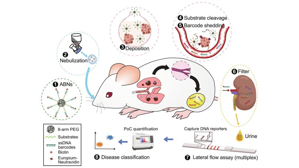 Diagrama de las pruebas del diagnóstico en ratones