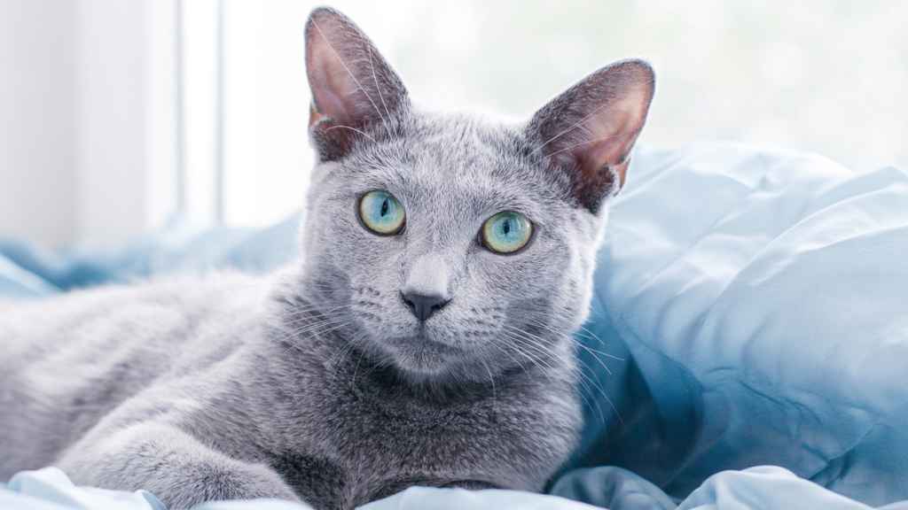 Gato Azul Ruso.