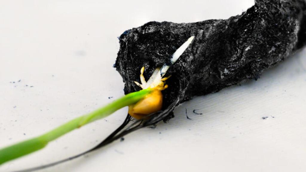 Muestra de raíz enriquecida con electricidad