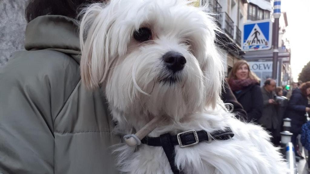 Un perro en las fiestas de San Antón.