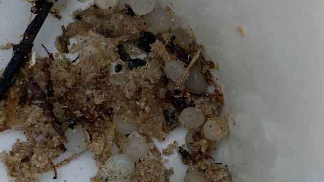 resto de pélets de plásticos encontrados en la playa de Bolonia, en Tarifa.