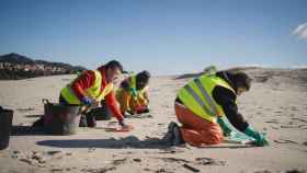 Personal contratado por una empresa limpia la playa de Area Maior en Muros (A Coruña)