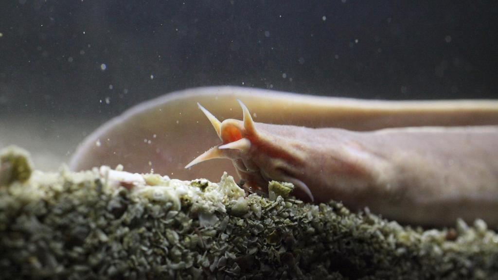 Un ejemplar de 'pez bruja'. Yu et al.