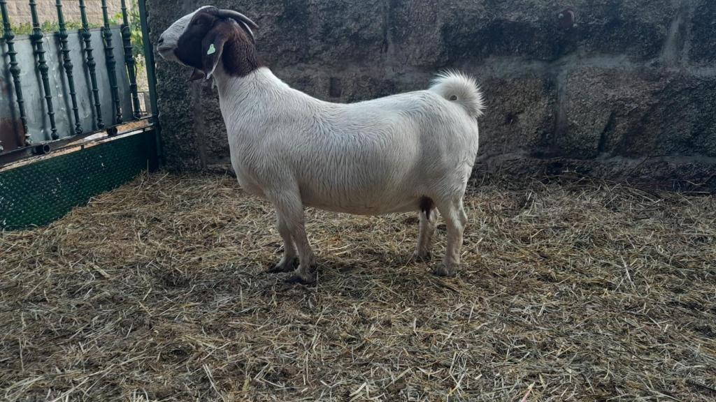 Una de sus cabras boer, en el corral de su pequeña granja.