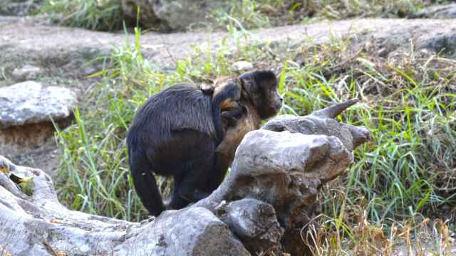 Cría de mono capuchino.