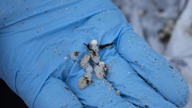 Un voluntario recoge pellets.