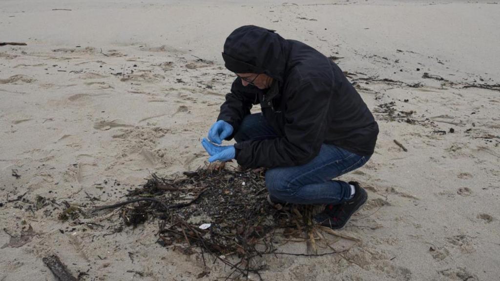 Un voluntario recoge pellets en la playa de Samil.
