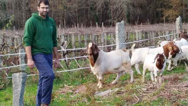 Miguel Garrido, con algunos ejemplares de sus cabras boer, en su granja familiar de Salvaterra do Miño (Pontevedra).