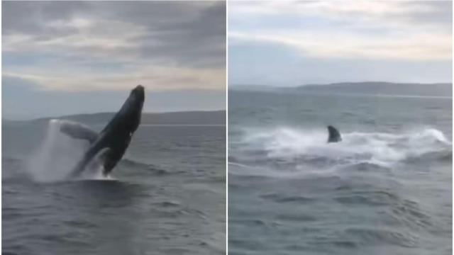 Vídeo: Graban a una ballena dando un gran salto en el agua frente a la costa de A Coruña