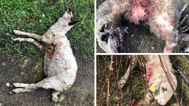 Consecuencias del ataque de los lobos a una explotación de un joven ganadero de Ávila