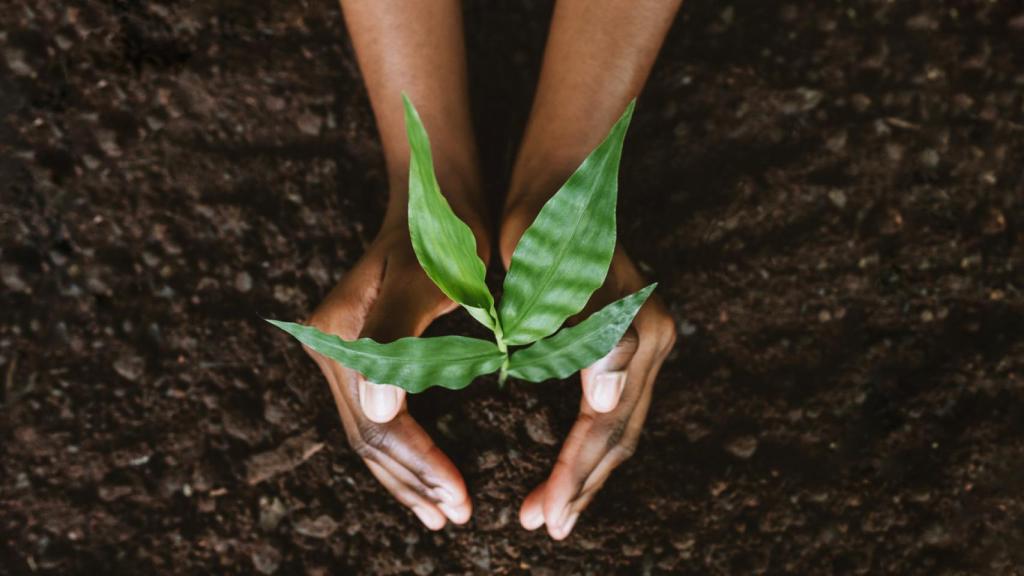 ¿Cómo ven las plantas de dónde viene la luz en España? Así utilizan sus 'ojos' según un estudio