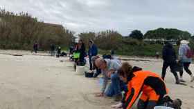 Voluntarios limpiando las playas de Nigrán.