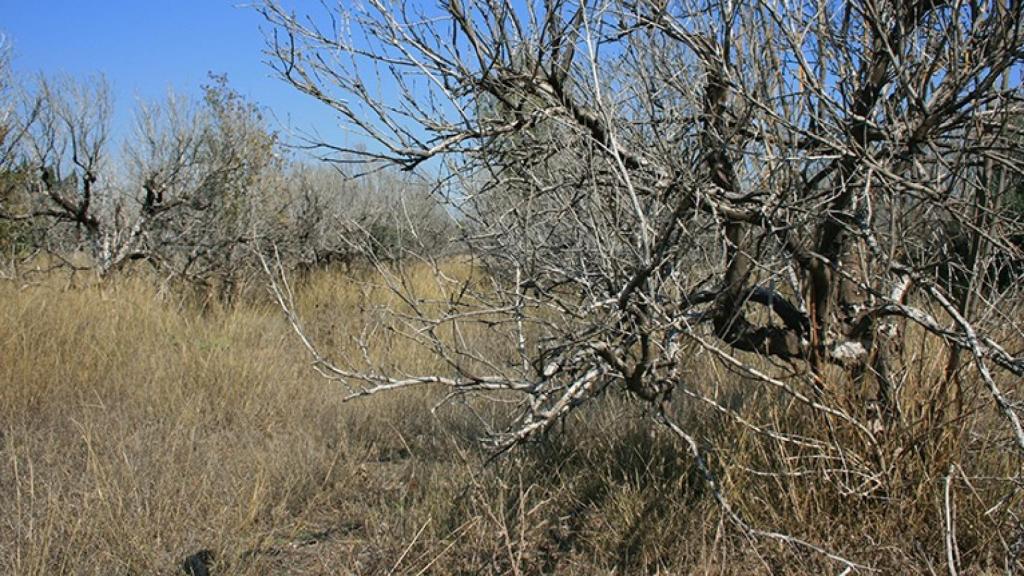 La Comunitat es la región con mayor tierras abandonadas de España.