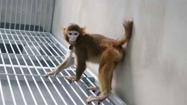 ReTro, el primer mono clonado que sobrevive hasta los dos años. Zhaodi Liao et al./Nature Communications.