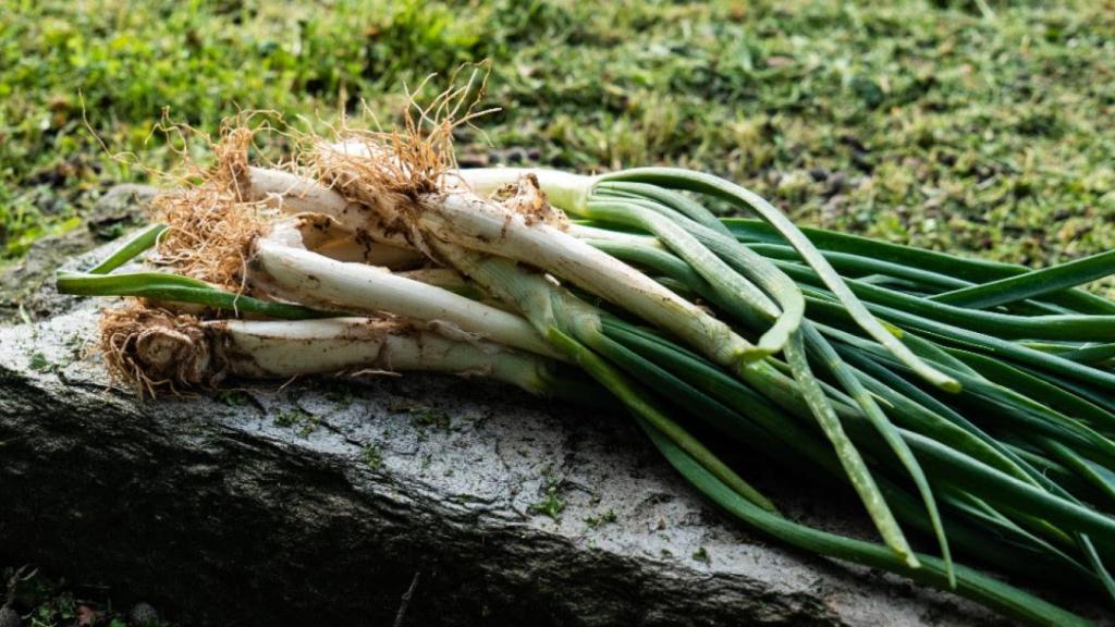 Calçots