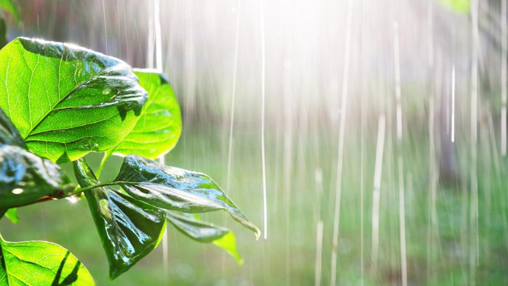 Imagen de una planta bajo la lluvia