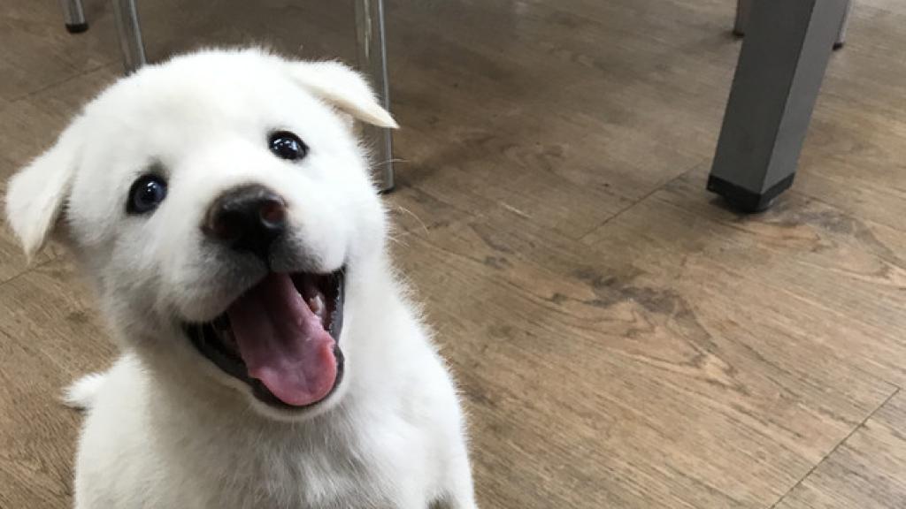 Esta es la mejor manera de llamar a un perro para que te haga caso