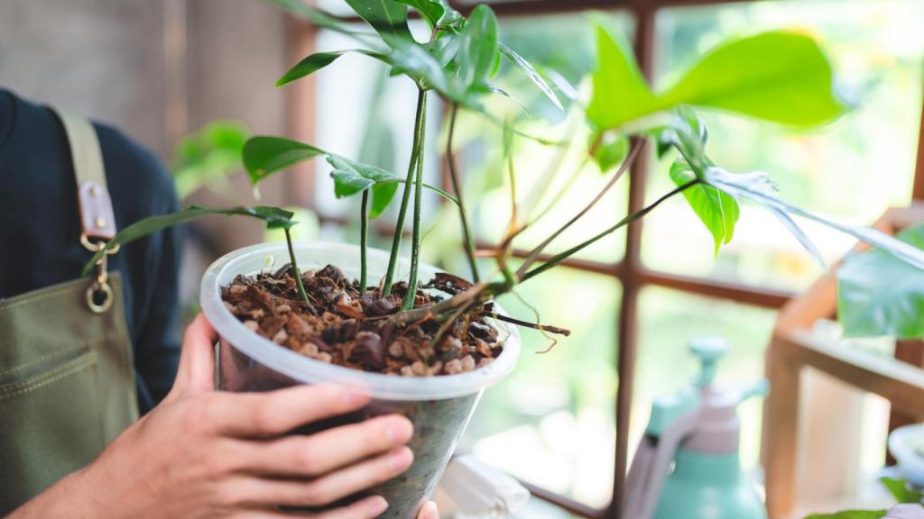 La novedosa maceta reciclada y desconocida en España con la que no volverás a trasplantar tus plantas