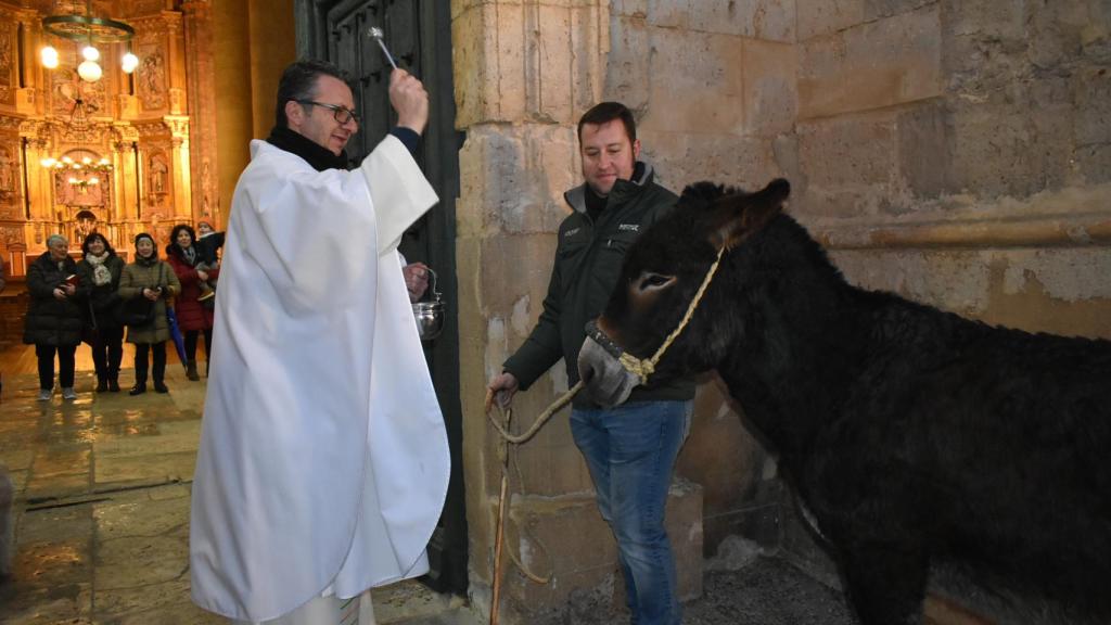 El párroco de Cigales bendiciendo a una burra