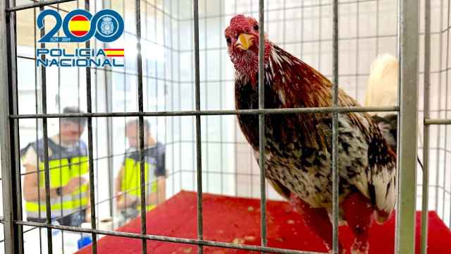 Uno de los gallos encontrados por la Policía Nacional en la operación Ring en Aspe.