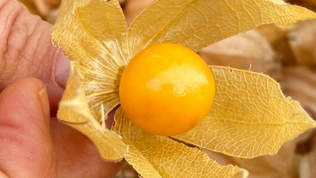 Physallis, la fruta de moda.
