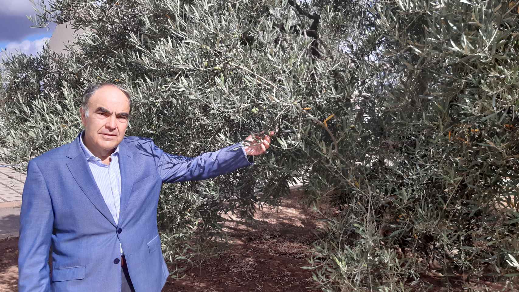 Antonio Luque ante un olivo.