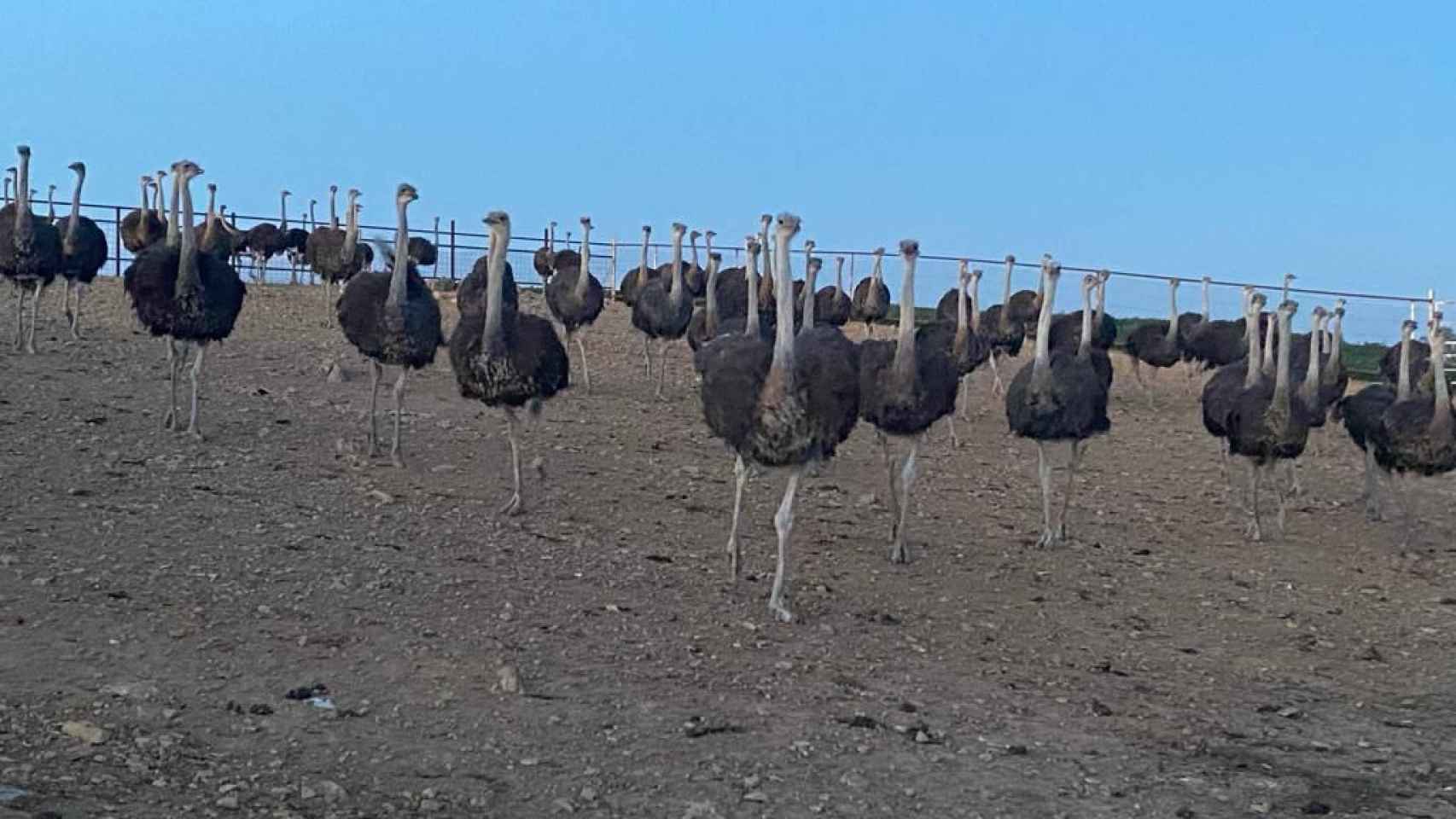 Los avestruces, en el cercado de la granja, en la que viven en semilibertad.
