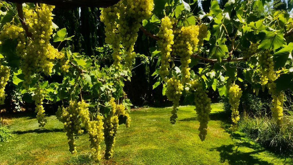 Los viñedos de AurumRed, a los que Hilario García les aplica técnicas de ozono.