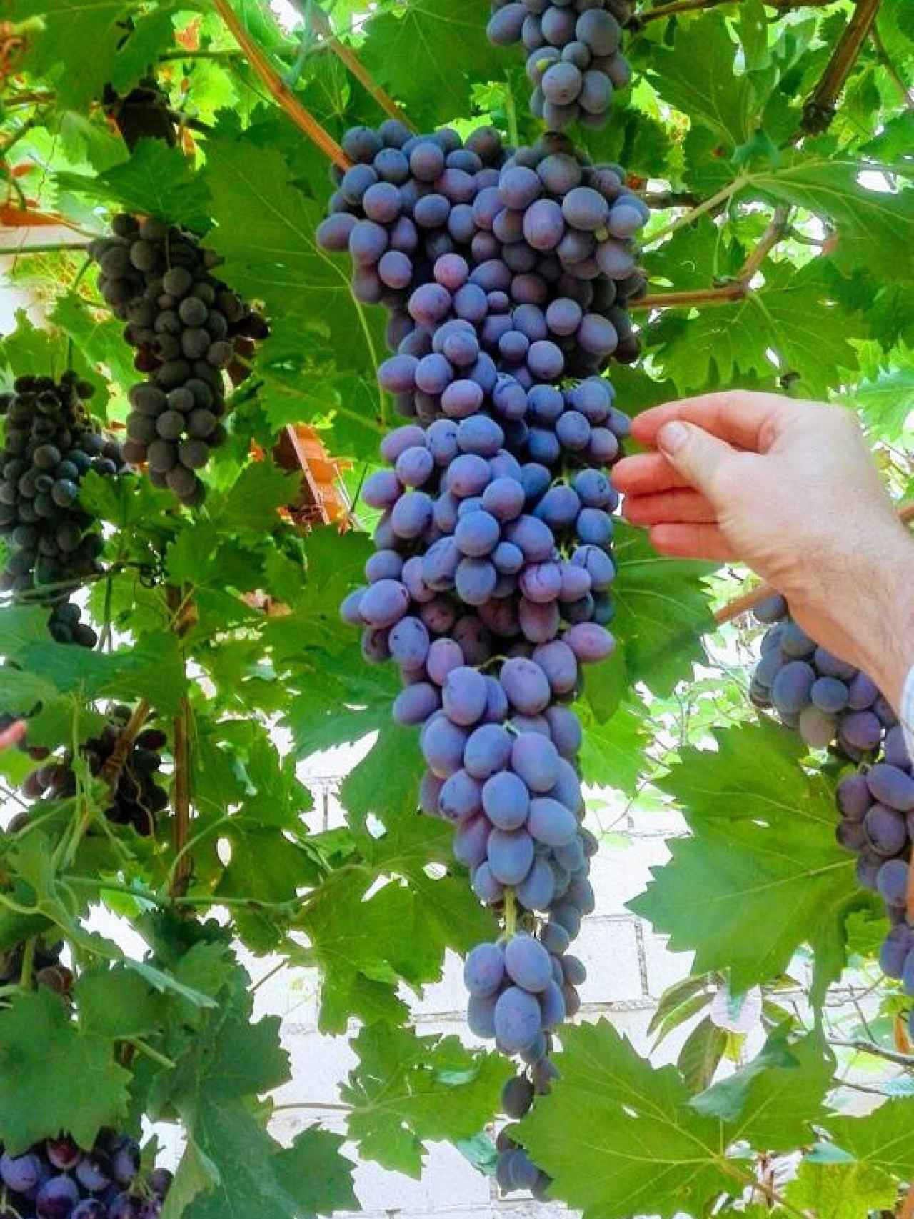 La uva tinta de la que emanan algunos de los vinos de AurumRed.